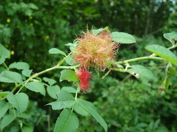 Galla Diplolepis rosae